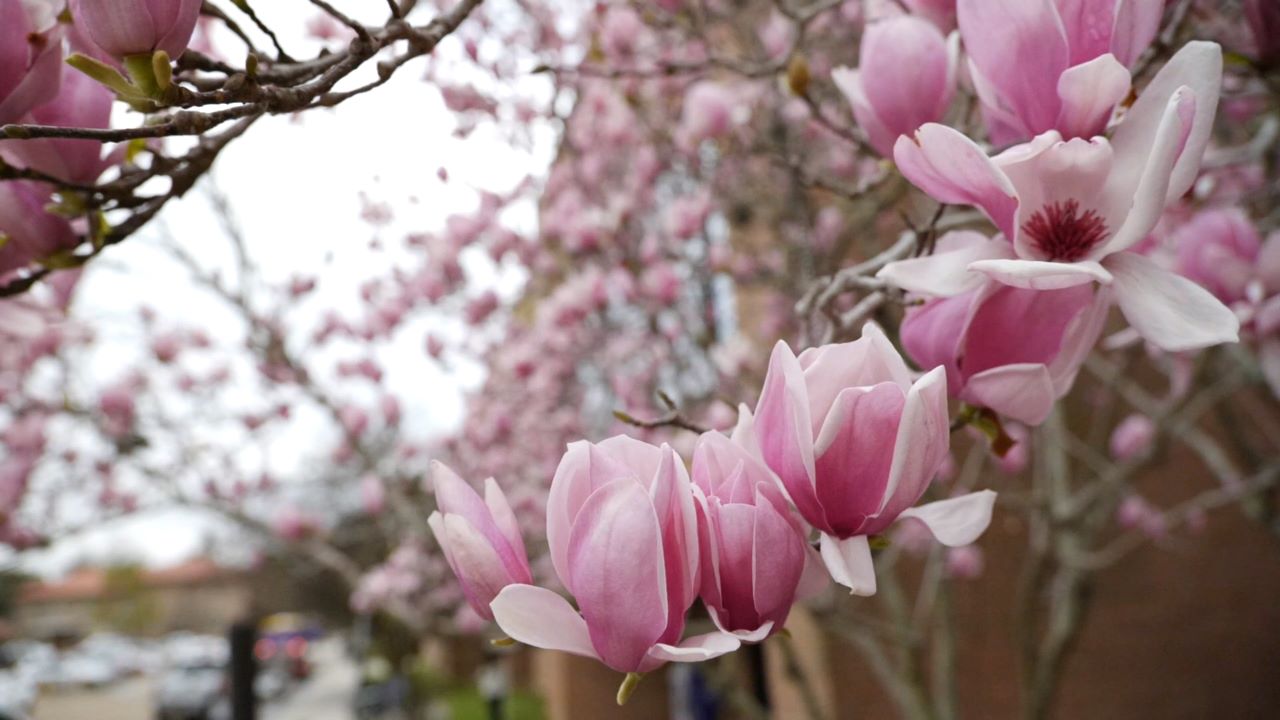 Get It Growing: Jane Japanese magnolia is Louisiana Super Plant